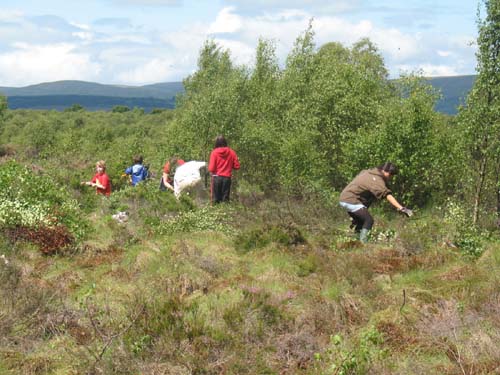 Birch bash Volunteer