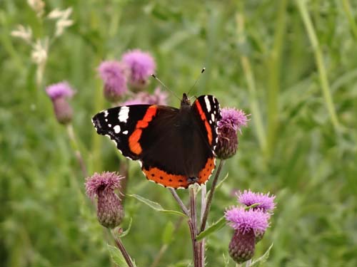 Red admiral Image