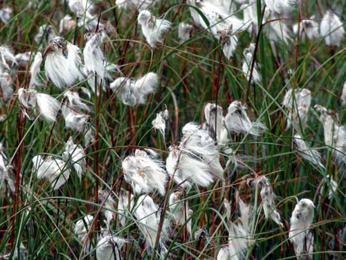 Cottongrass Image