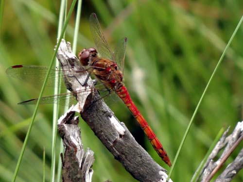 Common darter Image