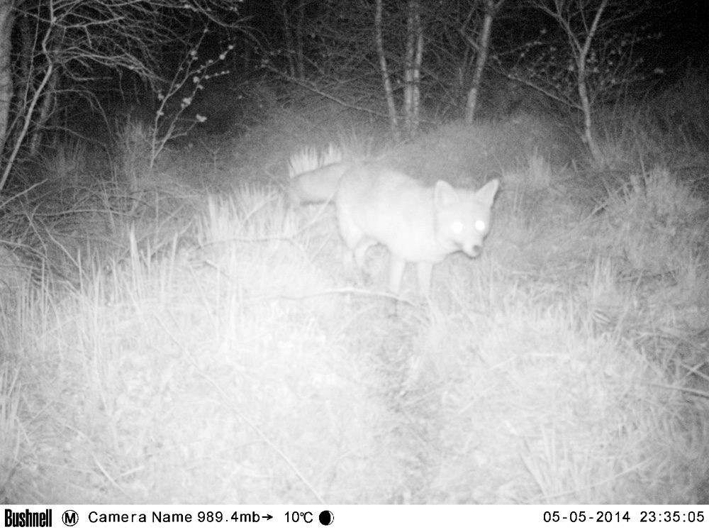 Red fox Image