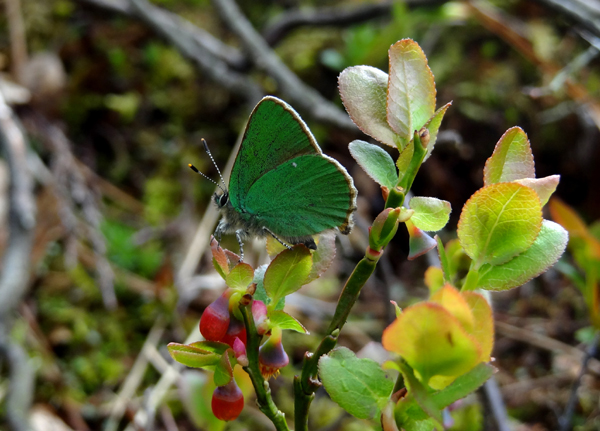 Green hairstreak Image