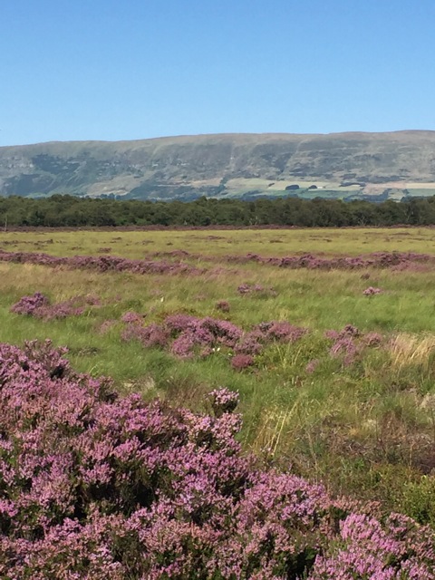Heather Image