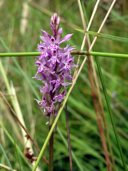 Spotted Orchid Image