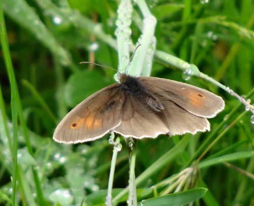 Meadow Brown Image