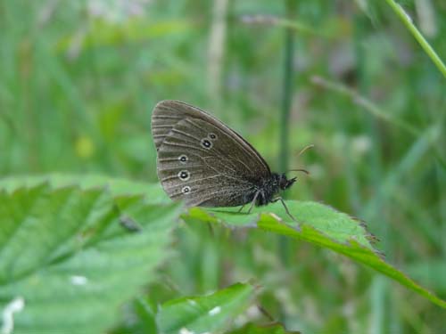 Ringlet Image