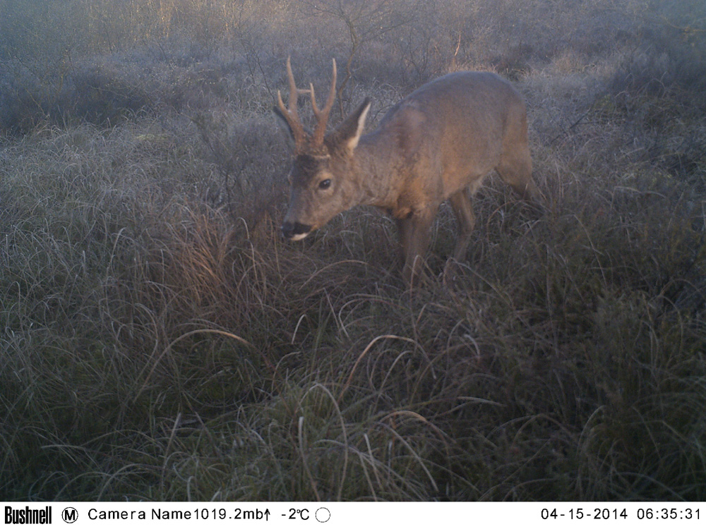 Roe deer Image