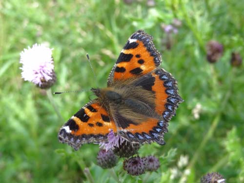 Small tortoiseshell Image