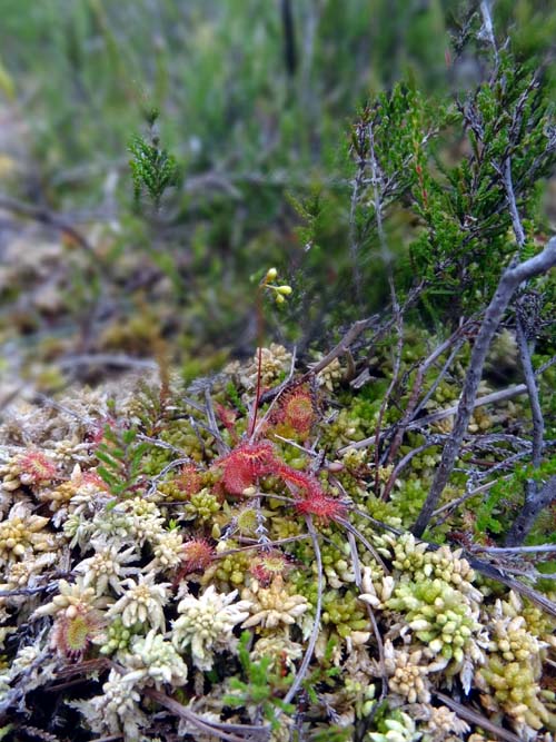 Broad leaved sundew Image